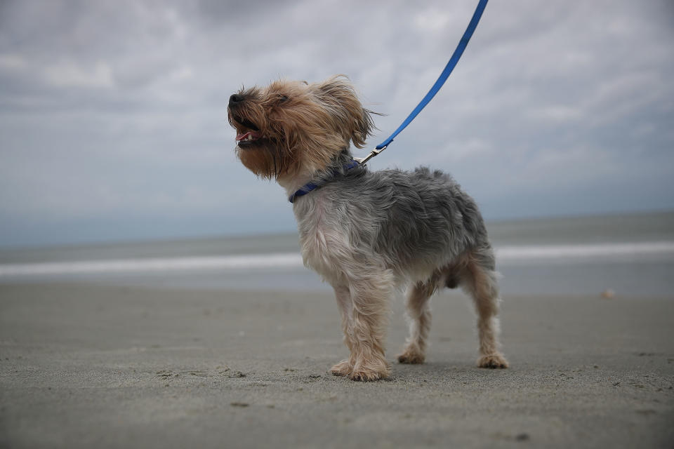 The wind blows as Reyes visits the beach as people await the arrival of Hurricane Florence on September 13, 2018 in Myrtle Beach, South Carolina.