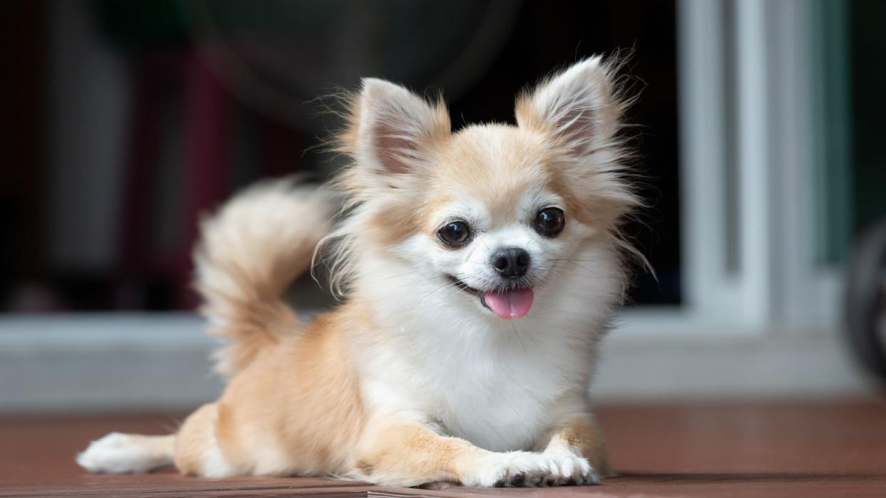  Chihuahua dog sitting outside. 