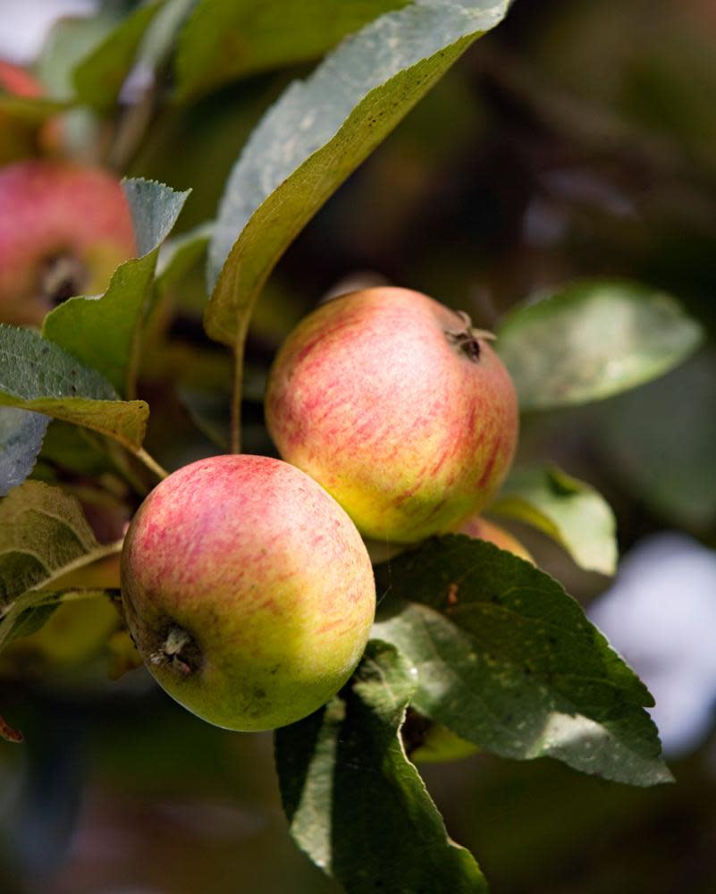 France, Calvados, Pays d’Auge, Cambremer, apple cider