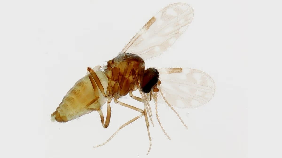 Sloth virus spreads through the bite of infected midges like this one.  Oropouche virus was first detected in 1955. (CDC)