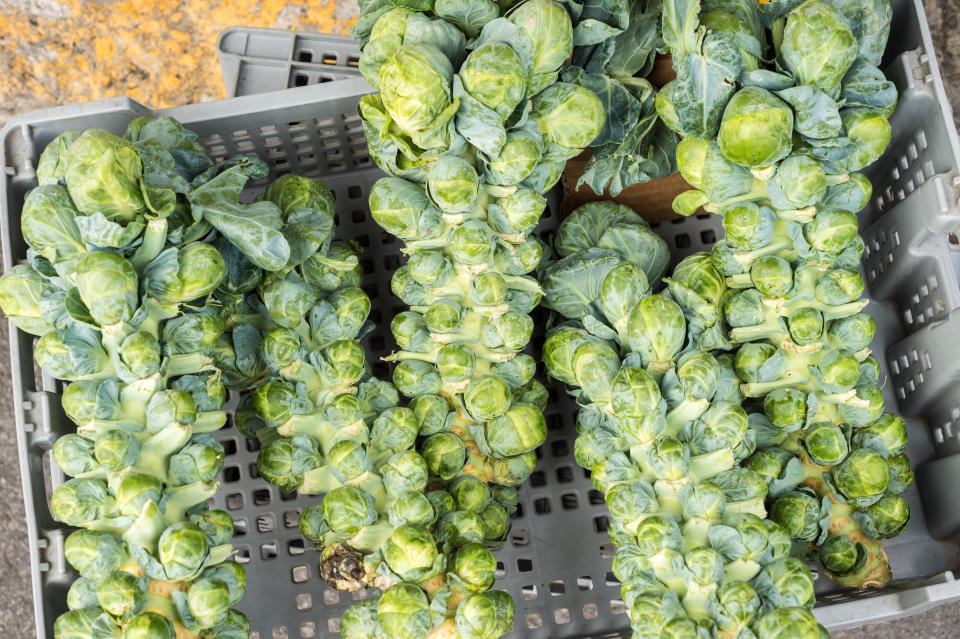 Brussels sprout stalks, full of fresh sprouts (Photo: Marc Bruxelle via Getty Images)