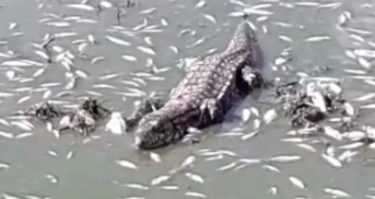 La iguana comiendo los peces