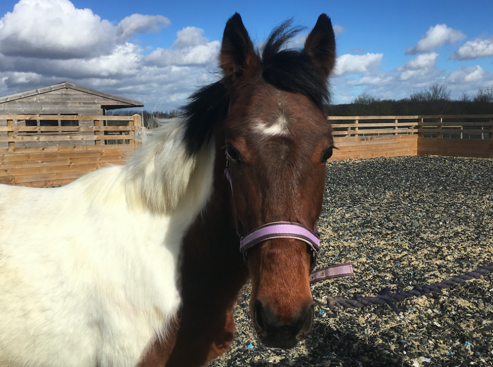 Adie has been treated at an RSPCA stable (Picture: RSPCA)