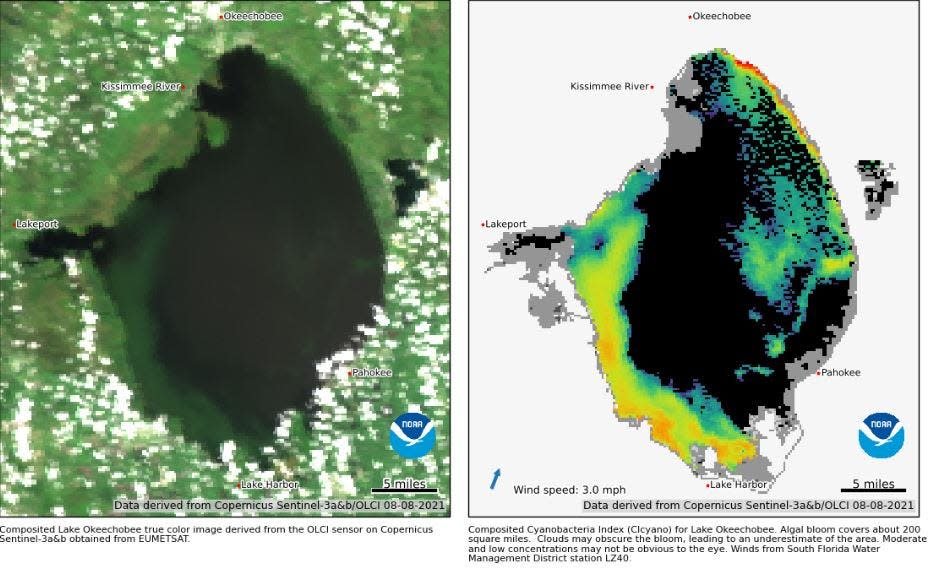 A blue-green algae bloom covered 200-square-miles of Lake Okeechobee on Sunday, August 8, 2021, according to the National Oceanic and Atmospheric Administration's Cyanobacteria Index.