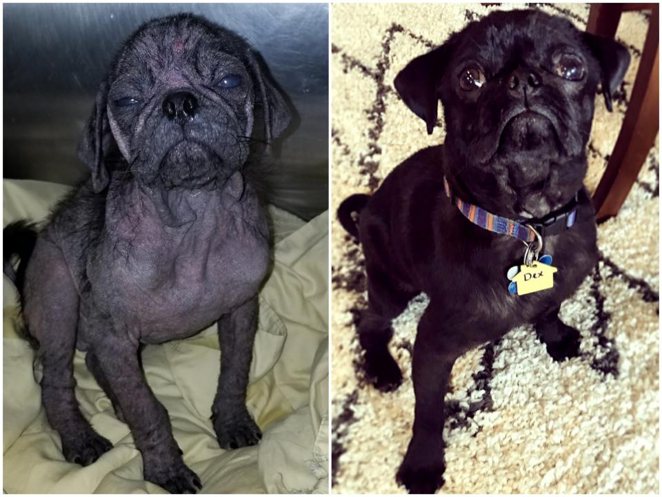 "This is Dex. He was found abandoned on the streets. The vet believed he had gone half his life untreated from&nbsp;demodectic mange and a heart murmur. All the credit goes to <a href="http://www.austinpugrescue.com/" target="_blank">Pug Rescue Austin </a>and those who donated to his cause for turning his life around. He is likely just over a year old, and is fully cured and happy in our home with our four other pug rescues."&nbsp; --&nbsp;<i>Mark Shockley</i>