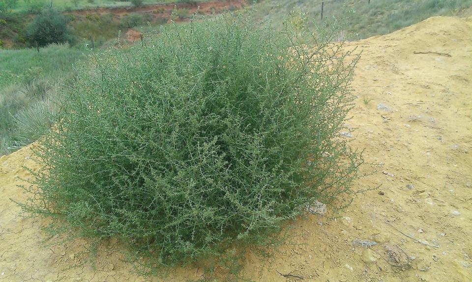 A bush that looks like weeds