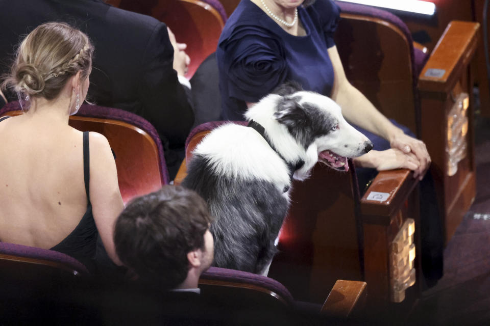 Messi the dog at the 96th Annual Oscars held at Dolby Theatre on March 10, 2024 in Los Angeles, California. (Photo by Rich Polk/Variety via Getty Images)