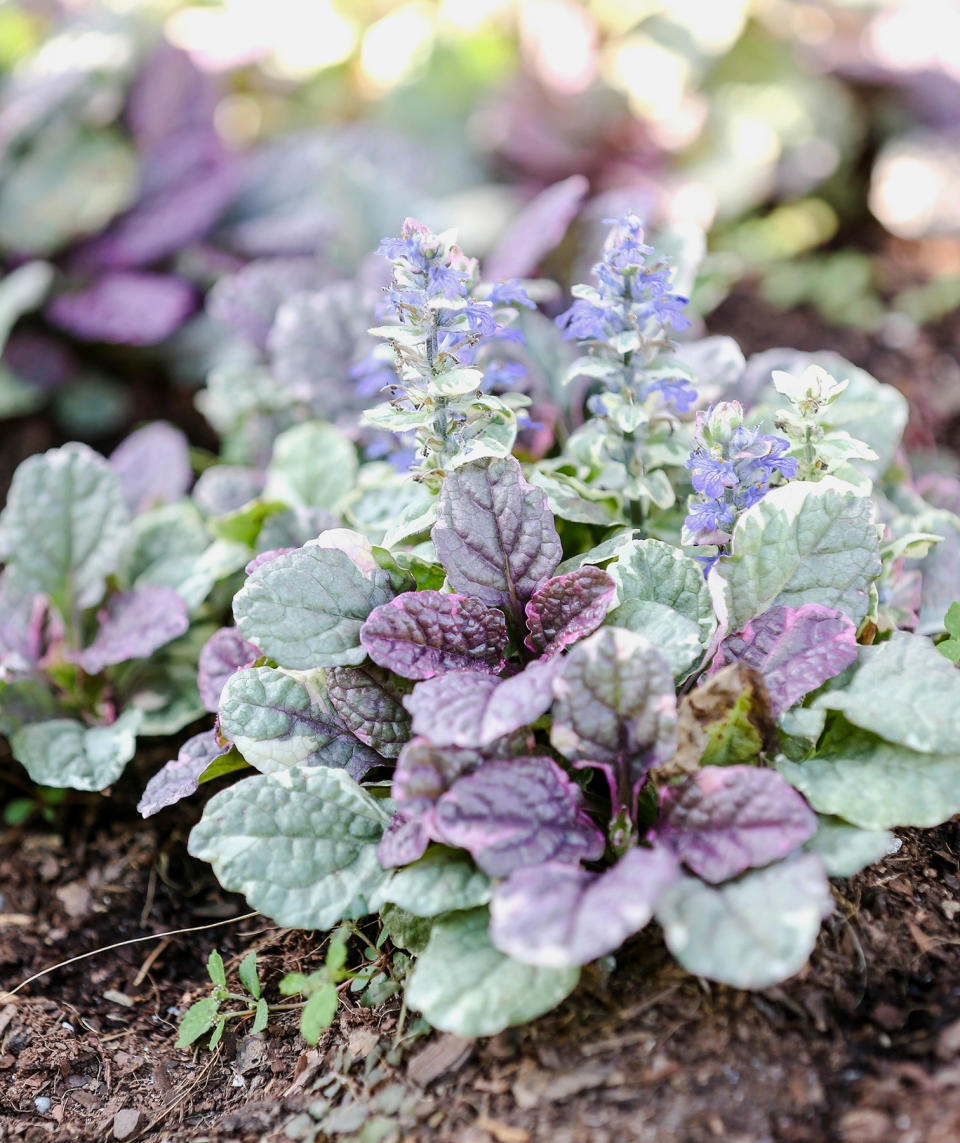 Pro Pick: Ajuga