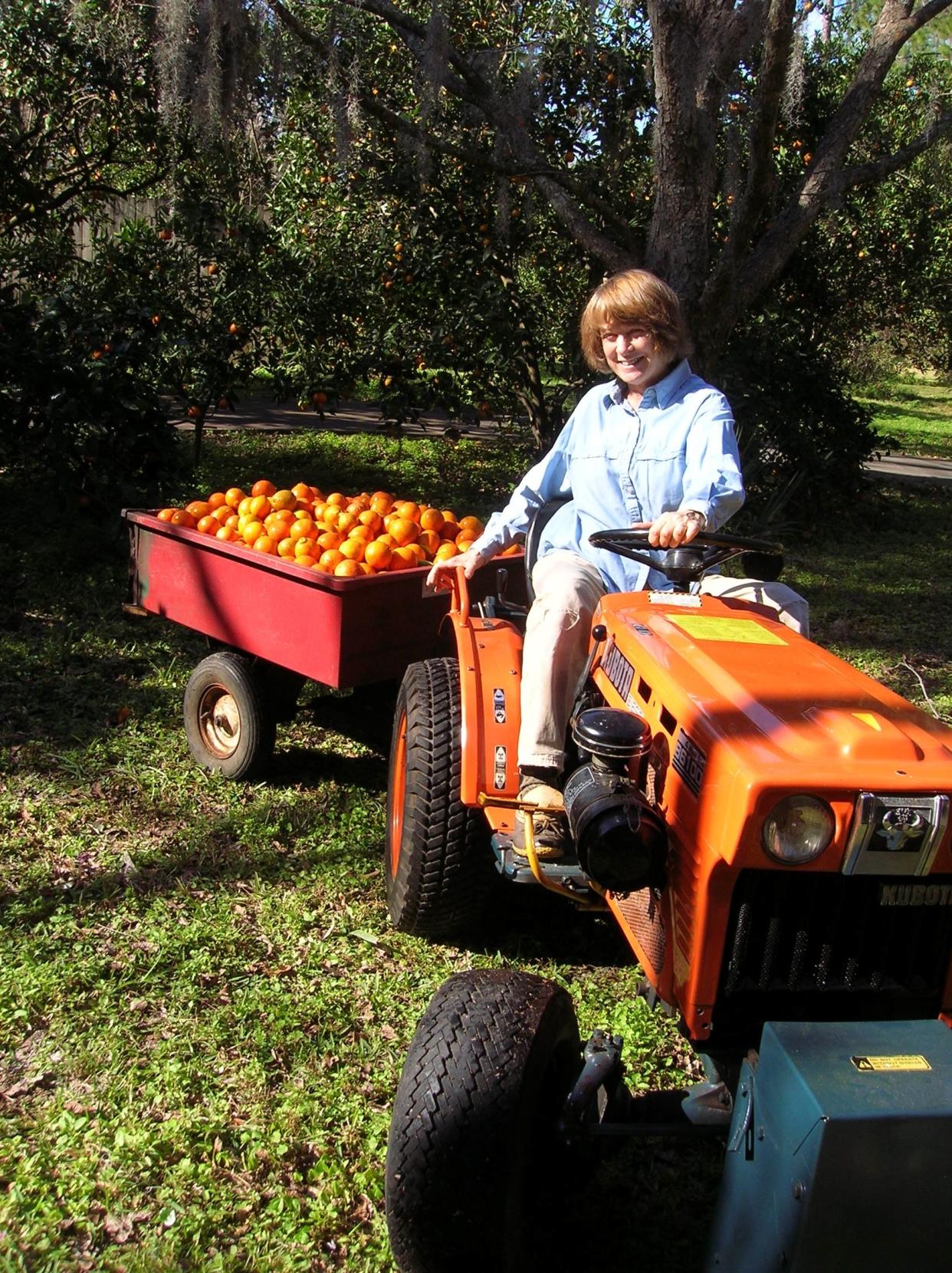 "Back in the day," the author with part of a citrus harvest that is now a thing of the past with citrus greening,(Huanglongbing, HLB), destroying citrus trees across the state and around the world.