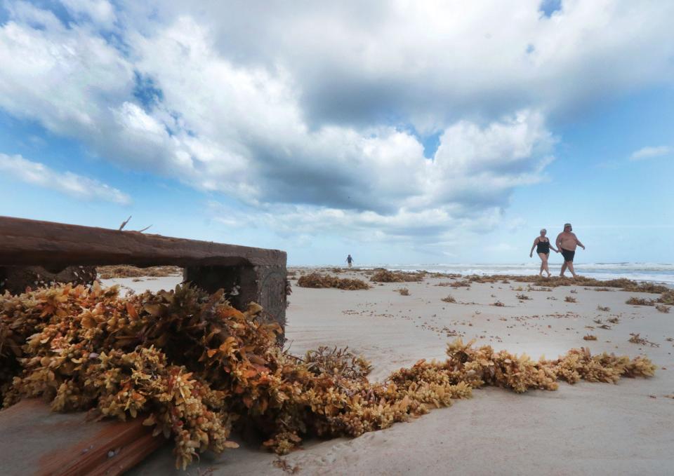 Beachgoers walk past a barnacle-covered shipping pallet that washed ashore with lots of seaweed on Monday near Andy Romano Beachfront Park in Ormond Beach. Subtropical Storm Nicole is forecast to approach Volusia and Flagler counties by Wednesday, bringing more rain and wind to already hard-hit Volusia and Flagler counties.