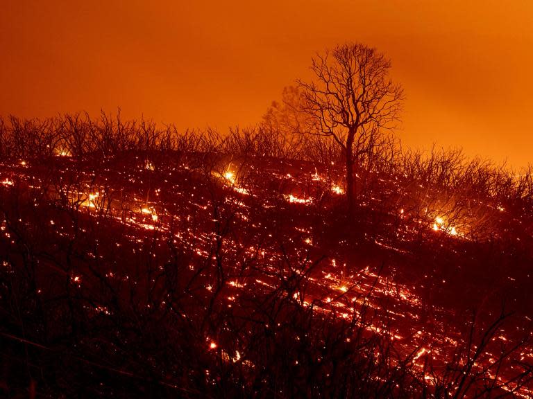 Trump blames deadly wildfires on California governor Jerry Brown and 'environmental laws'