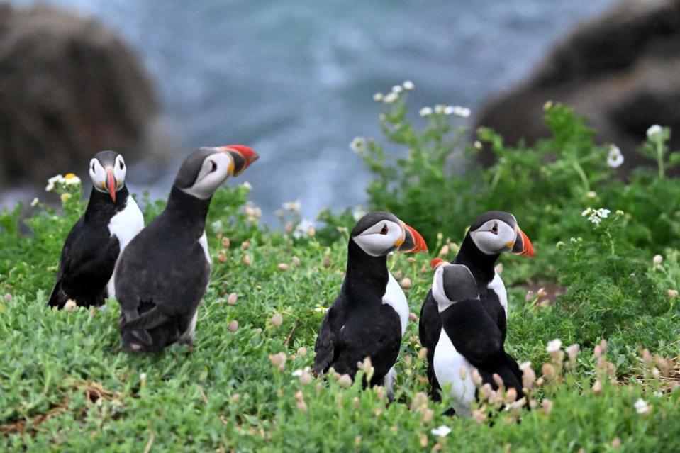 Head to Great Saltee to peep the colonies of Atlantic puffins. Courtesy Chaosheng Zhang