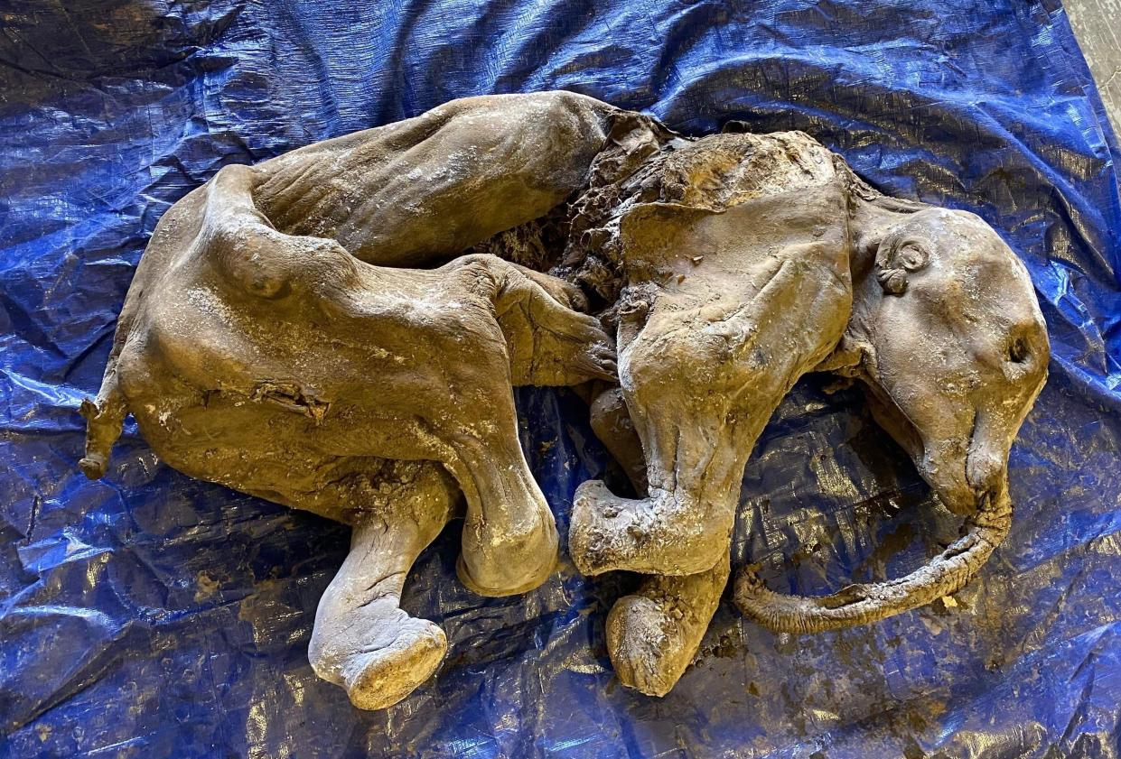 A shriveled mummified baby mammoth lying on its side on a blue tarp.