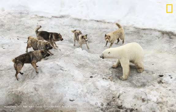 Guard dogs confront a polar bear on the Franz Josef Land archipelago. As Arctic sea ice disappears, bears are increasingly moving into human settlements in search of food.