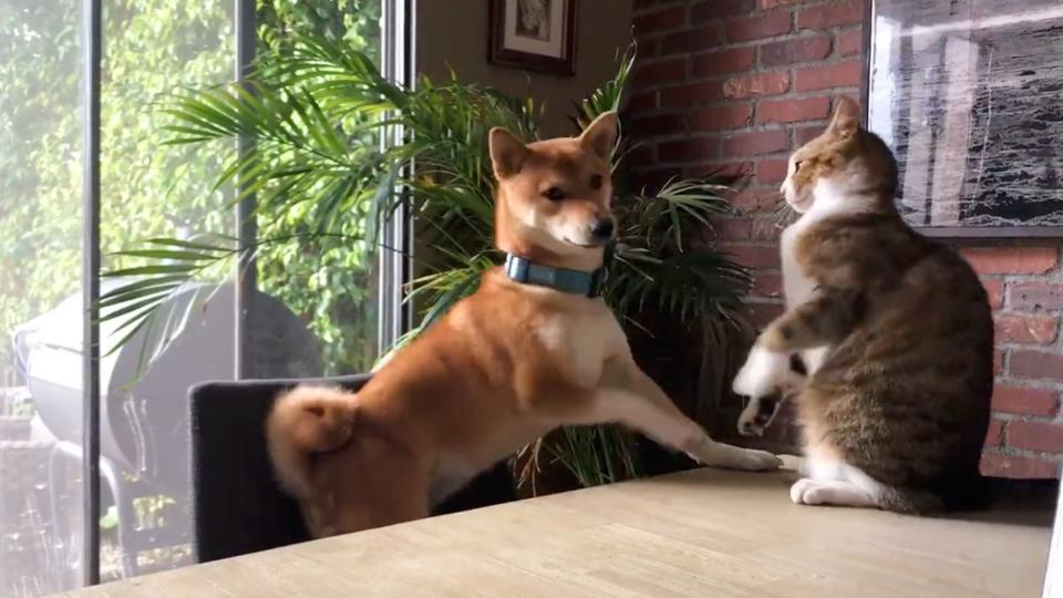 Cat knocks dog off chair