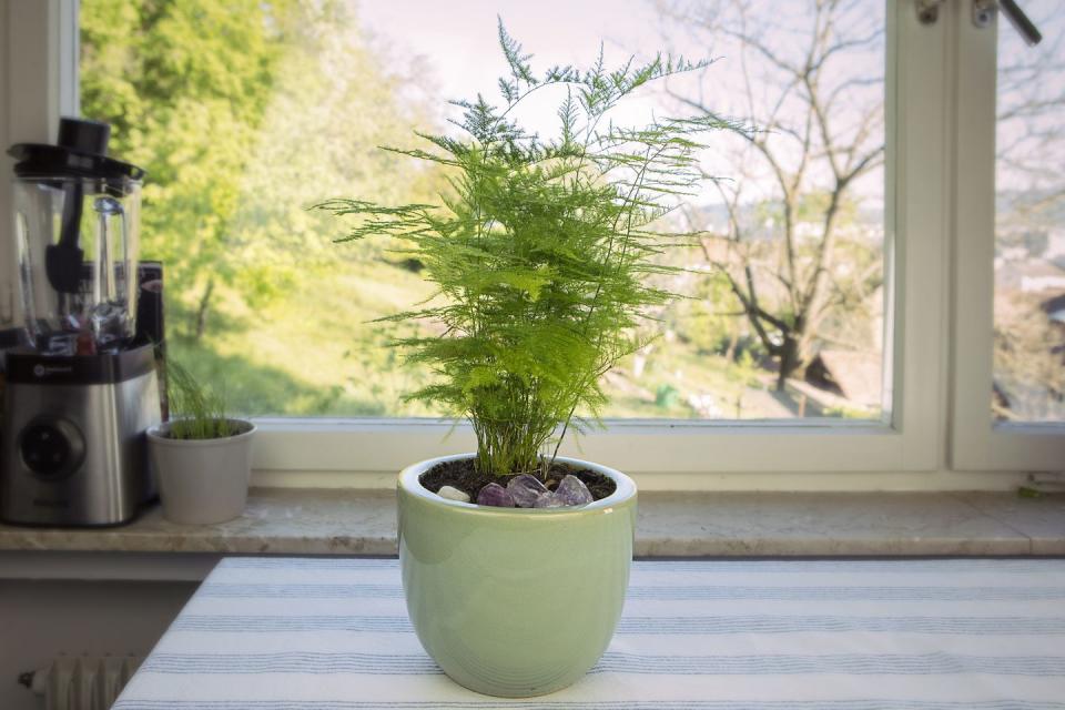 4) Asparagus Fern Plant