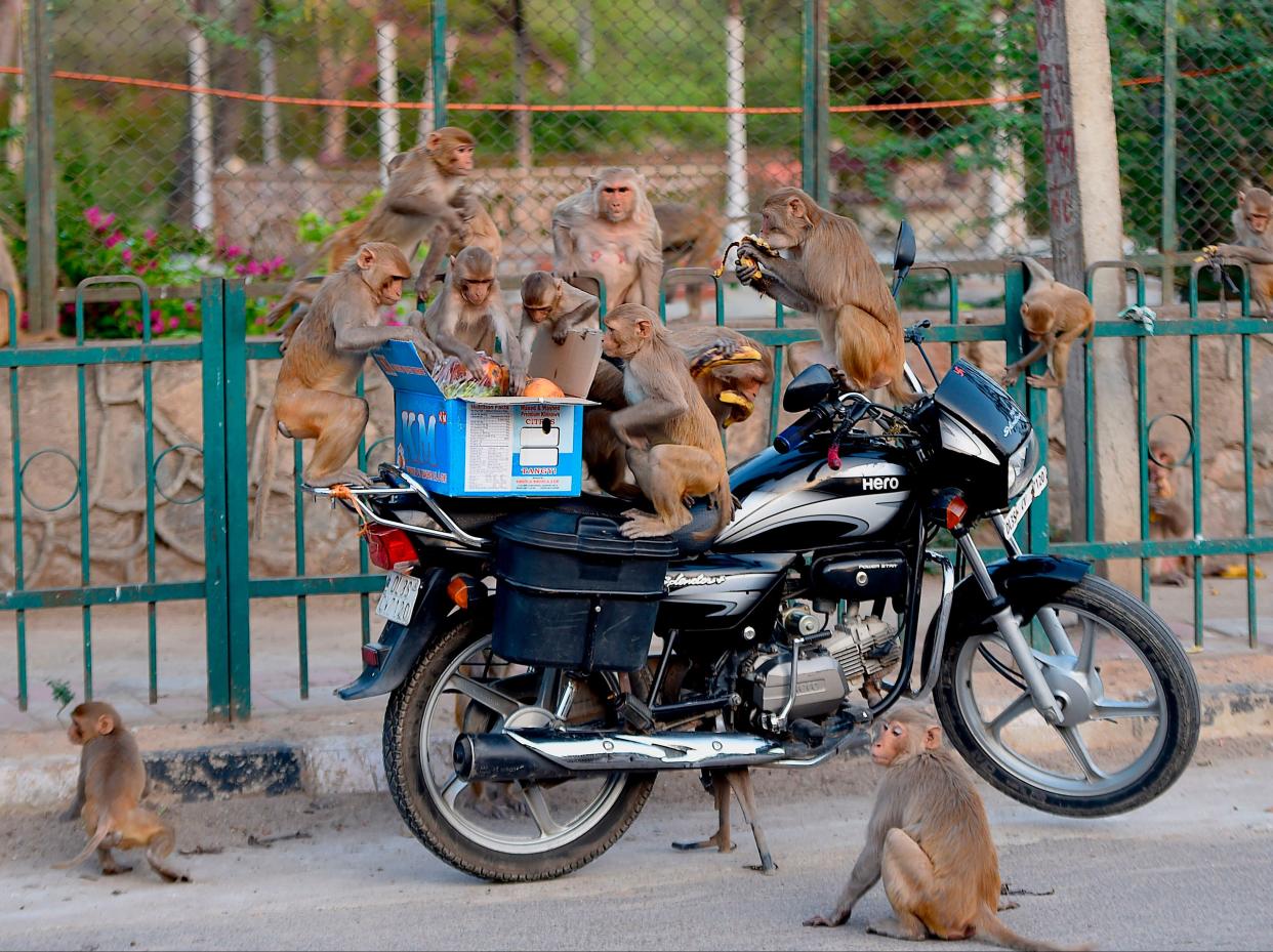 File image: The Indian government is trying to tackle the problem of conflict between monkeys and humans (AFP via Getty Images)