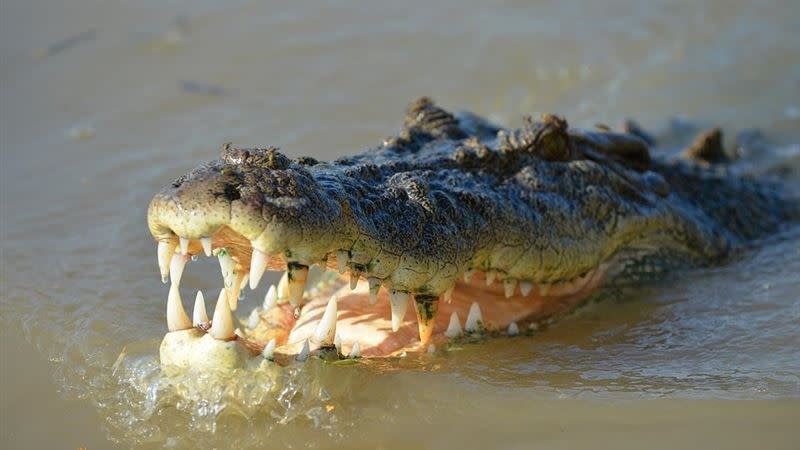 馬來西亞上月底傳出男子遭鱷魚攻擊致死的案件。（示意圖／翻攝自Pixabay）