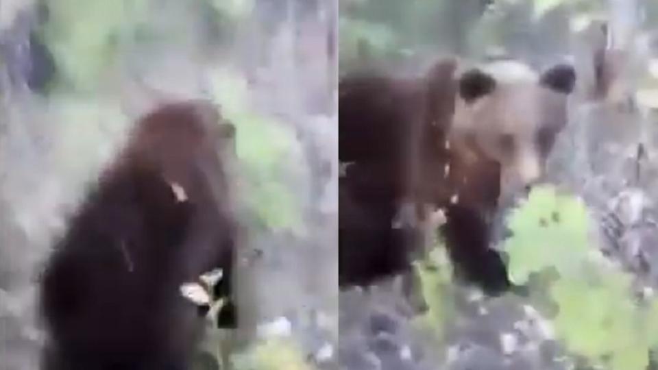 男子在森林發現棕熊，竟朝牠的屁股踢了一腳。圖／翻攝自「 MOVIESHD PLUS」YouTube