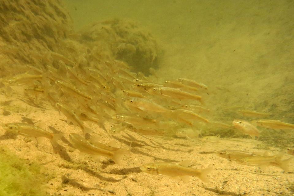 Immature fish that are native to the Colorado River in the Grand Canyon such as flannelmouth suckers, bluehead suckers, speckled dace and humpback chub, swim in a backwater eddy near river mile 185 of the Colorado River in Grand Canyon National Park. These fish like to congregate in these backwater eddies because it provides protection from the main river channel and the water is a little warmer than the water flowing in the main channel.