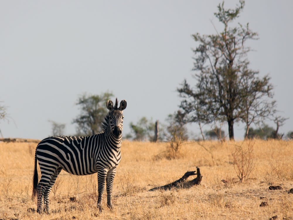 zebra safari africa