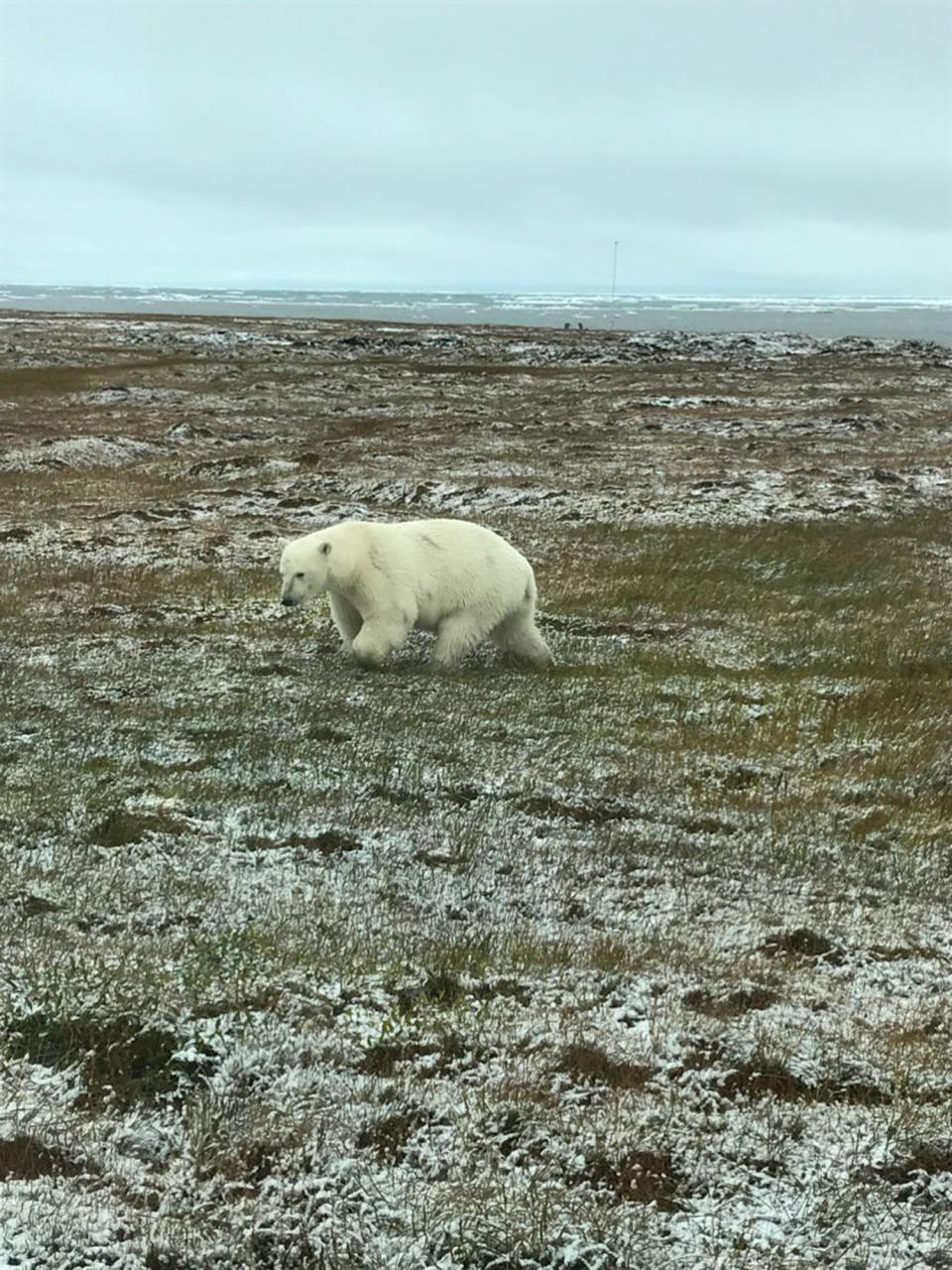 This photo provided by Bruce Inglangasak shows a polar bear, Sunday, Sept. 2, 2018, in the northern Alaska village of Kaktovik on the Beaufort Sea. The village has experienced a boom in tourism in recent years as polar bears spend more time on land than on diminishing Arctic sea ice. (Bruce Inglangasak via AP)