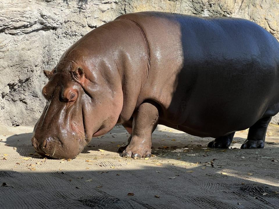 日本大阪天王寺動物園的人氣河馬「小源」，相隔7年才被發現其實是母的！（翻攝自「地方独立行政法人天王寺動物園」官網）