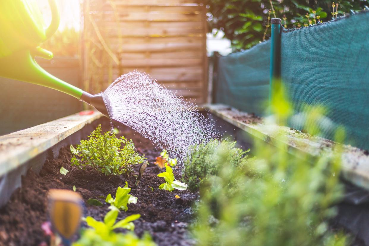 It's July. Keep your plants well watered in your garden