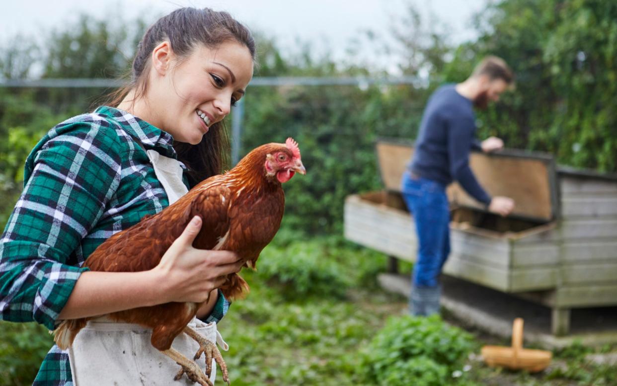 Young couple in chicken coop holding chicken