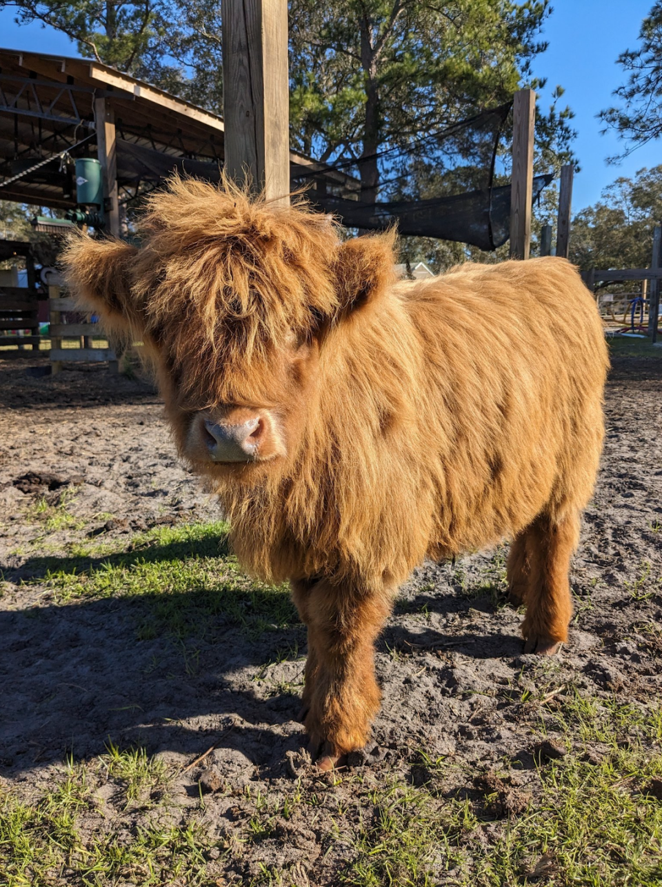 Rooterville Animal Sanctuary, 1208 County Road 315 in Melrose, is now offering cuddling sessions with Jett, its baby highland cow.