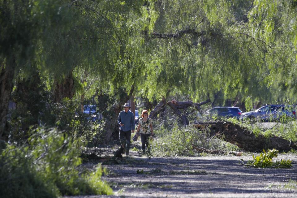 A trail is littered with fallen tree branches.