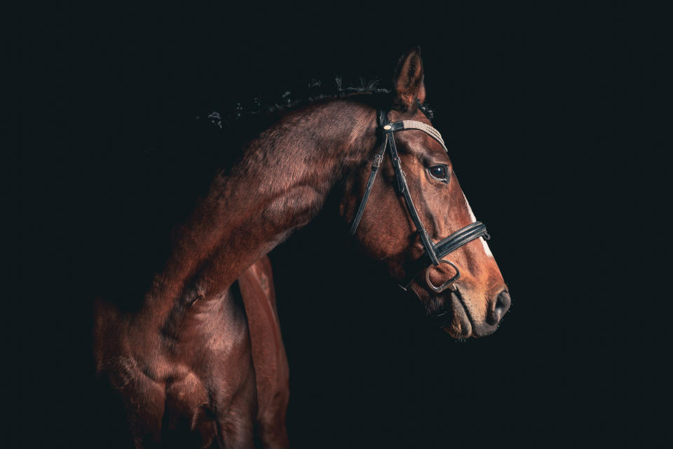 a horse's head and neck in profile