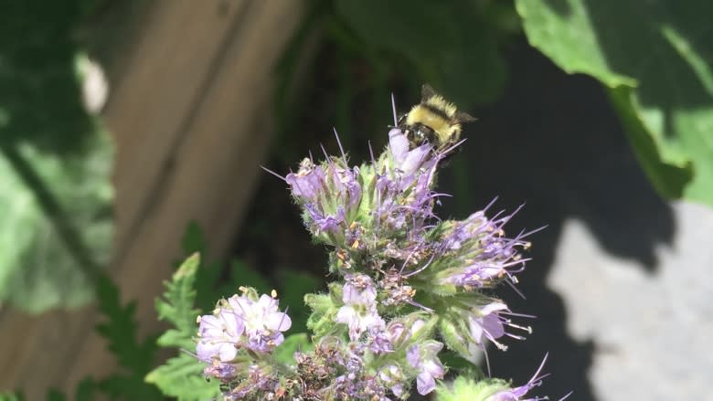 Albertans snap photos of bumblebees for North America-wide study