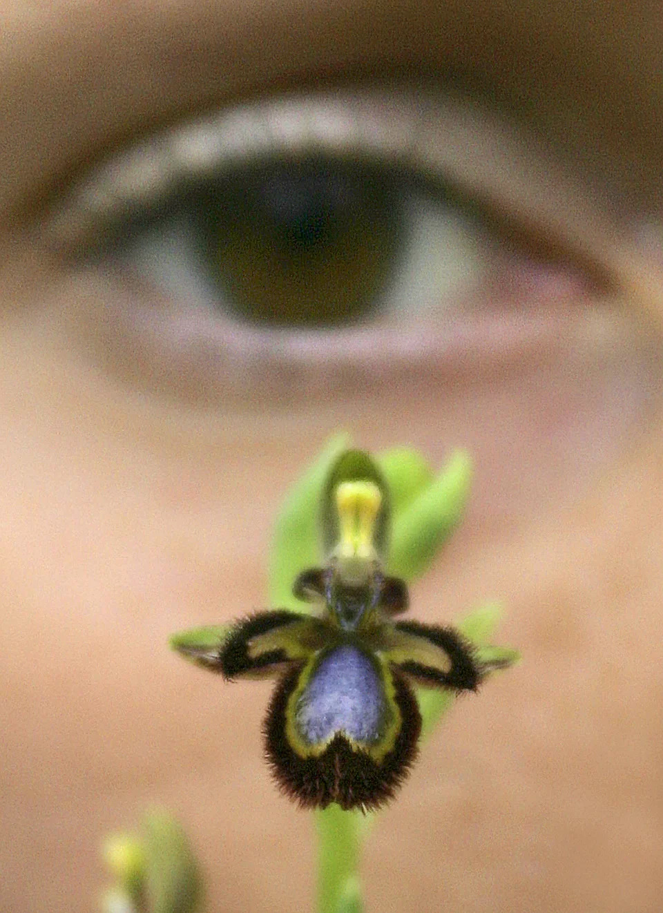 La orquídea Ophrys ciliata se asemeja a una abeja para atraer a las abejas macho e inducir polinización. (ALESSANDRO ABBONIZIO/AFP vía Getty Images)