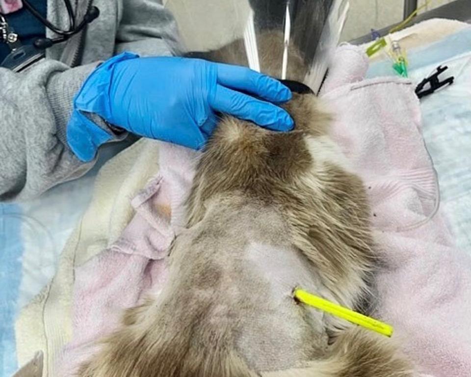 Santana, a cat rescued in August by the Dearborn Police Department, is recovering at the Friends for Animals of Metro Detroit shelter after undergoing lifesaving surgery to remove an arrow.