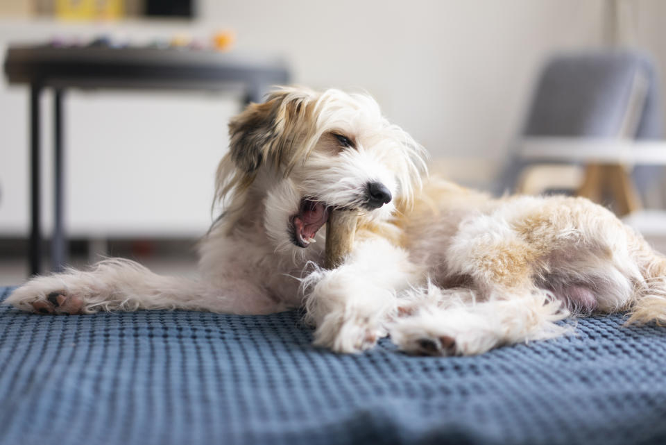 Kaustangen sind eine sinnvolle Beschäftigung für den Hund – es gibt dabei aber einiges zu beachten. (Bild: Getty Images)