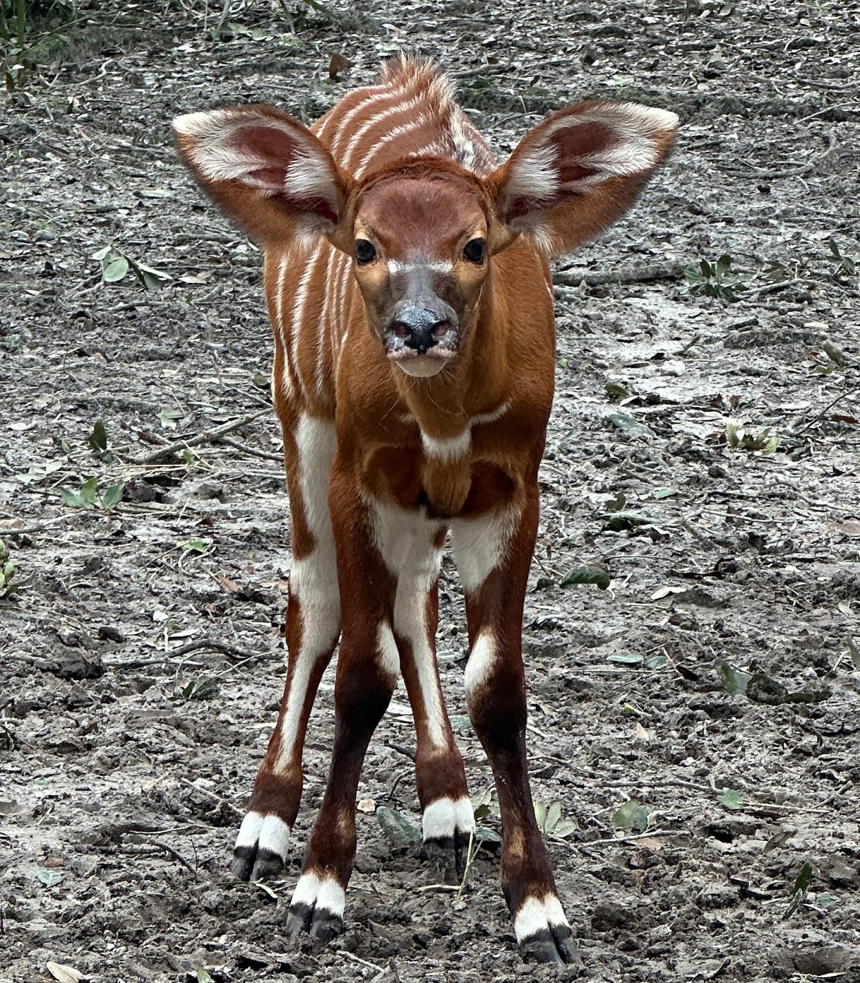 Eastern bongo calf Kimani checks out her Jacksonville Zoo and Gardens habitat for the first time. She was born June 25, a member of a critically endangered antelope species.