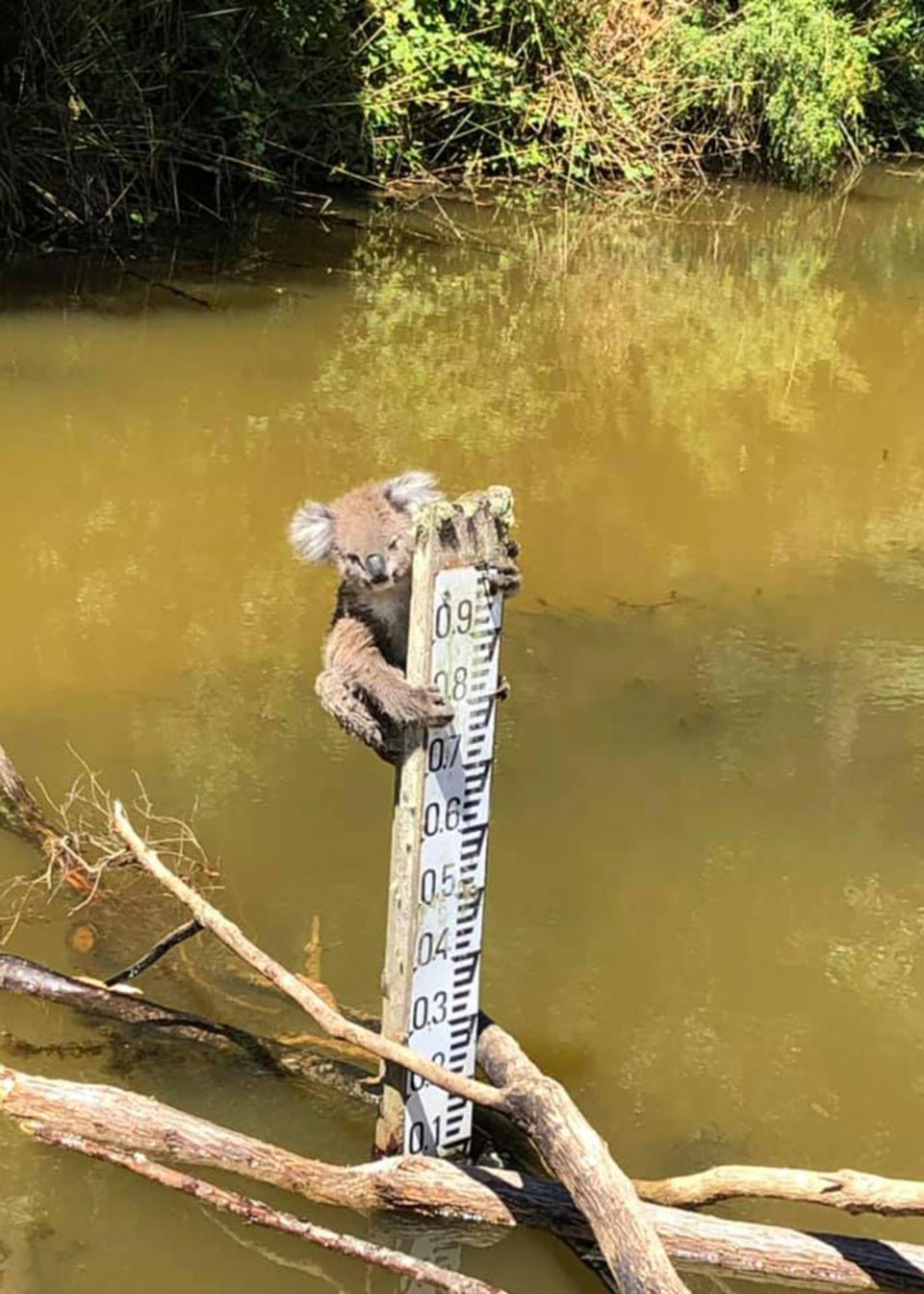The koala was clinging to the post for a number of hours in the middle of the day. Source: SurfCoast Wildlife Shelters/Facebook