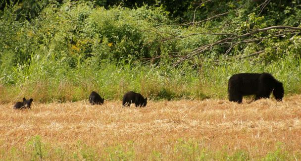 PHOTO: In this Aug. 20, 2020, file photo, a black bear sow and her three cubs feed in a newly harvested grain field in Walpack, N.J. (Bruce A. Scruton/New Jersey Herald via USA Today Network, FILE)