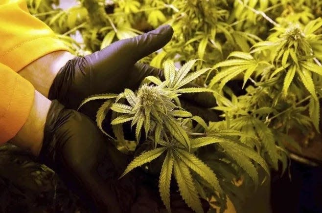 A fully-grown flower of a marijuana plant at Surterra's facility near Tallahassee.