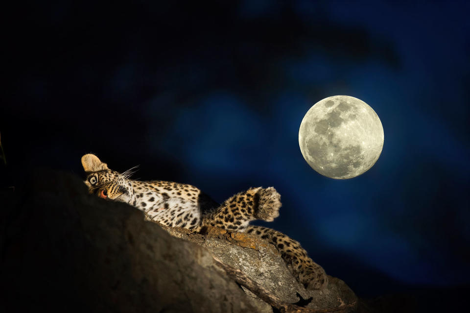 Midnight safari: Wild animals gather under a full moon