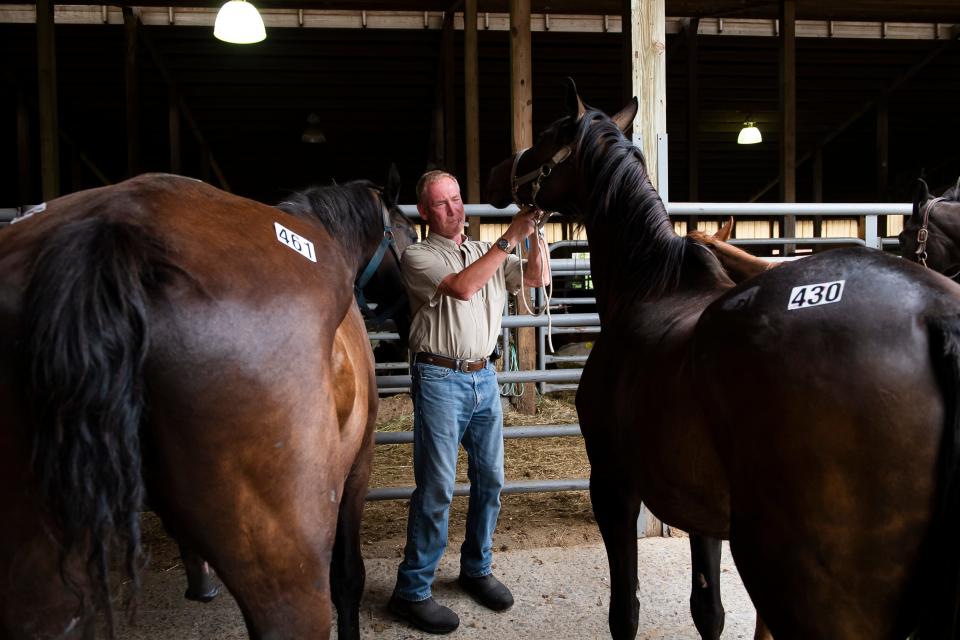 Dr. Jim Holt prepares to take a blood sample from horse No. 430 in order to process a Coggins Test for equine infectious anemia, a viral disease found in horses, on July 25, 2022. Holt will inspect 150 or more horses on any given Monday morning, during the weekly auction at the New Holland Sales Stables.