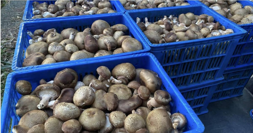 受到氣候暖化、菌種弱化等影響，台灣香菇產量銳減近一半。（圖／擷取自Facebook／蕈源生物科技股份有限公司-菇類菌種栽培廠）