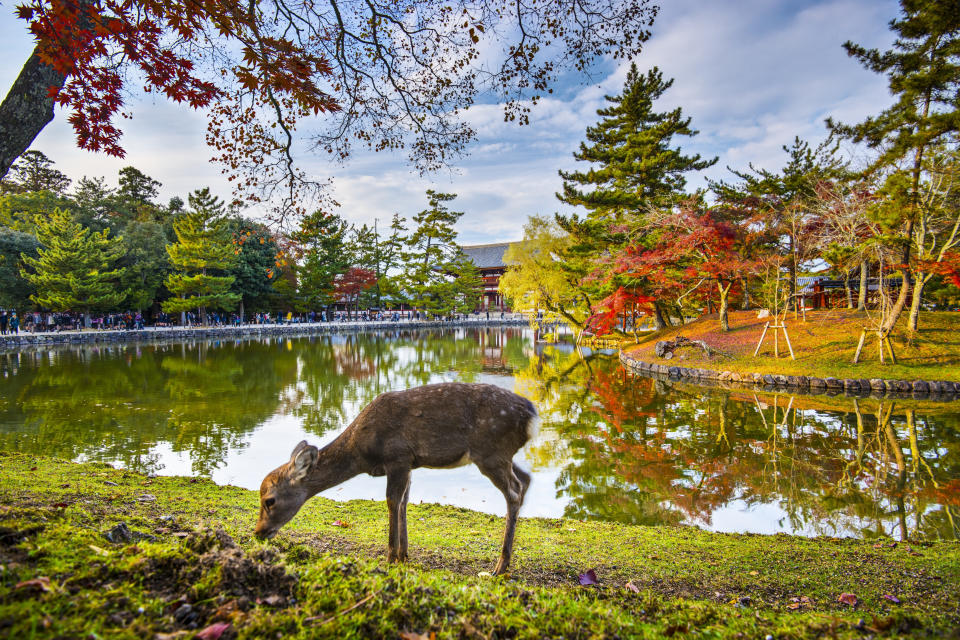 Deer grazes near Todai-ji Temple in Nara, Japan. (Photo: Gettyimages)