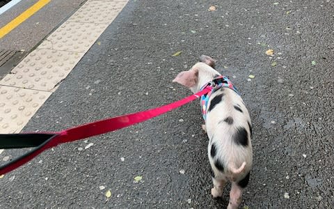 She took the pig on the train - Credit: Triangle News