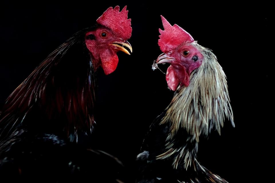 Cockfighting is illegal in India but remains rife in local towns and villages: AFP via Getty Images