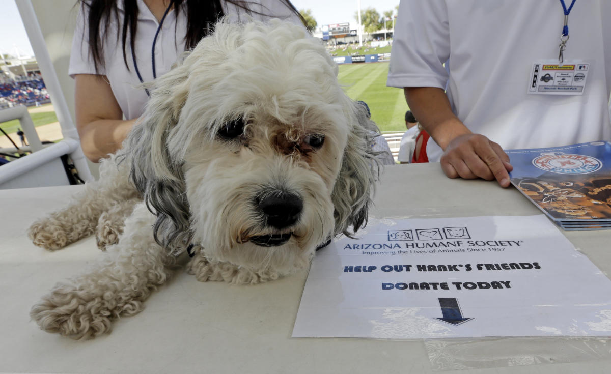 Hank the Ballpark Pup Becomes Official Member of Milwaukee Brewers, News,  Scores, Highlights, Stats, and Rumors