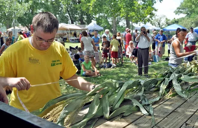 Ears of corn are measured during the annual Tall Corn Festival in Rossville.