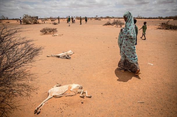 PHOTO: A child displaced by drought conditions walks past the rotting carcasses of goats that died from hunger and thirst on the outskirts of Dollow, Somalia, April 14, 2022. (SOPA Images/LightRocket via Gett)