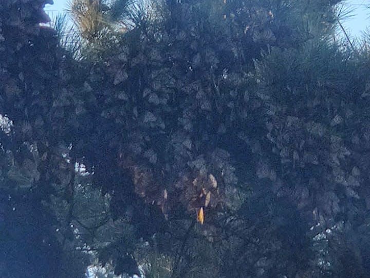 cluster of monarch butterflies on a branch